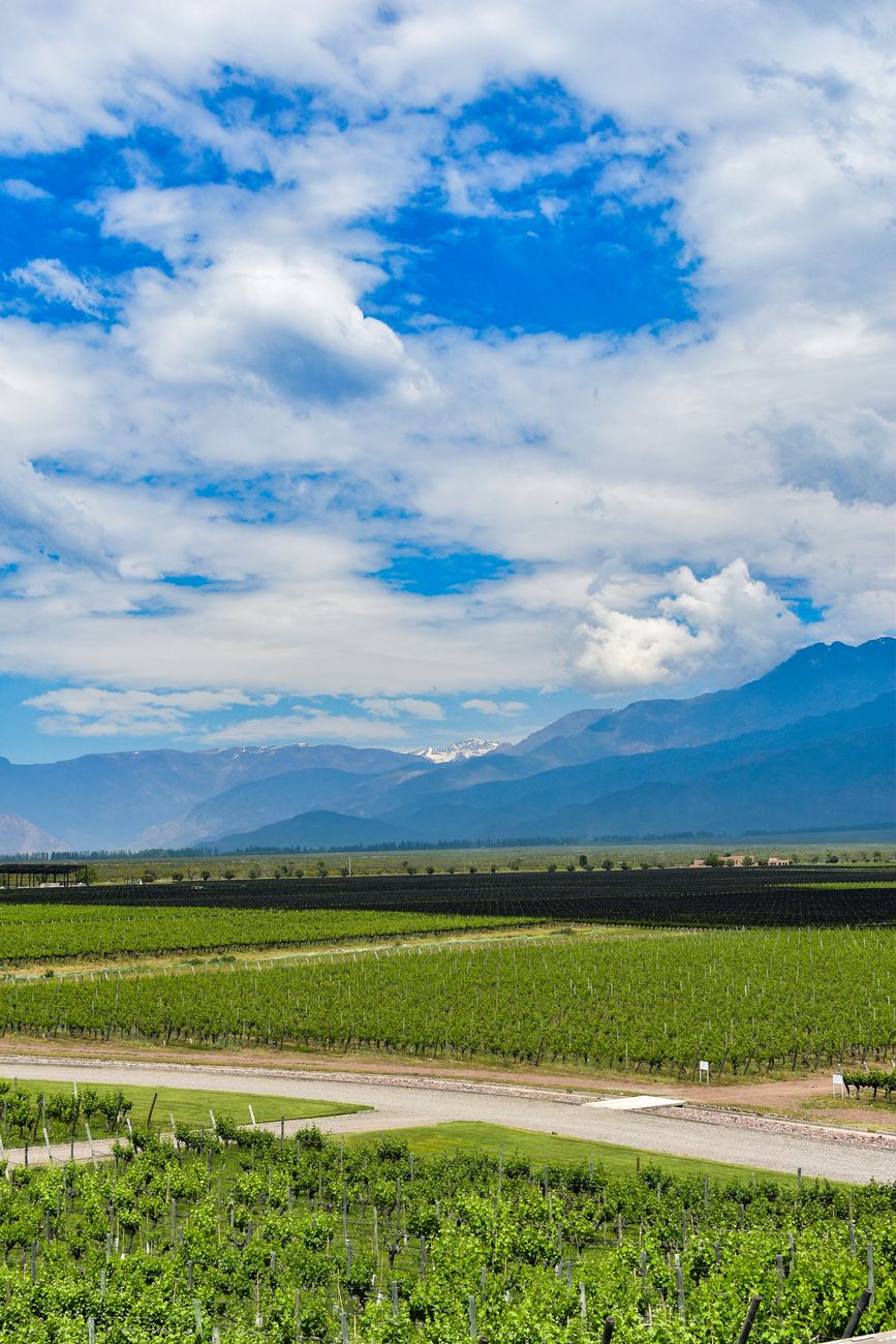 Viñedos en Valle de Uco al atardecer